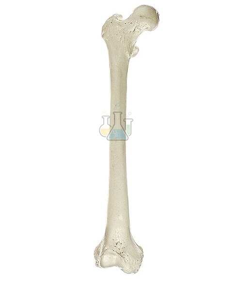 Femur Model
